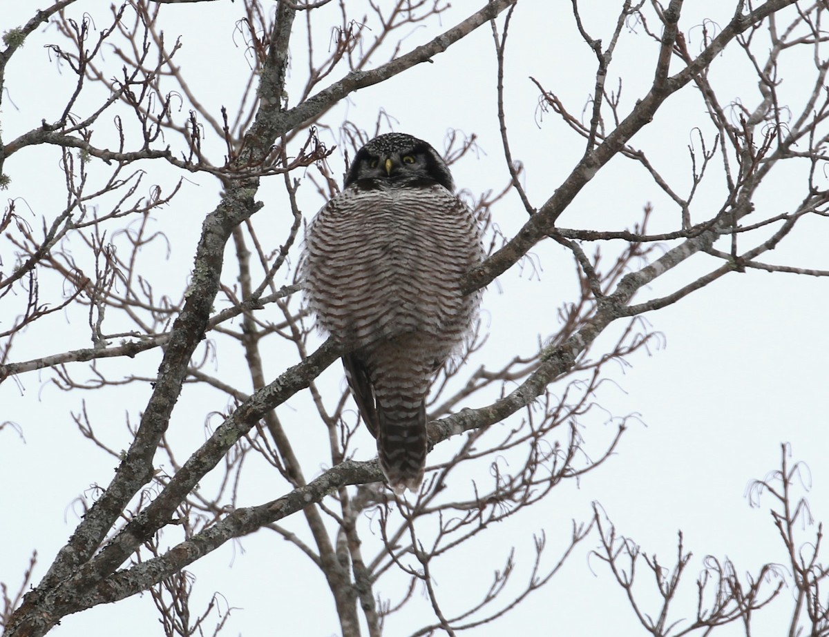 Northern Hawk Owl - ML614999631