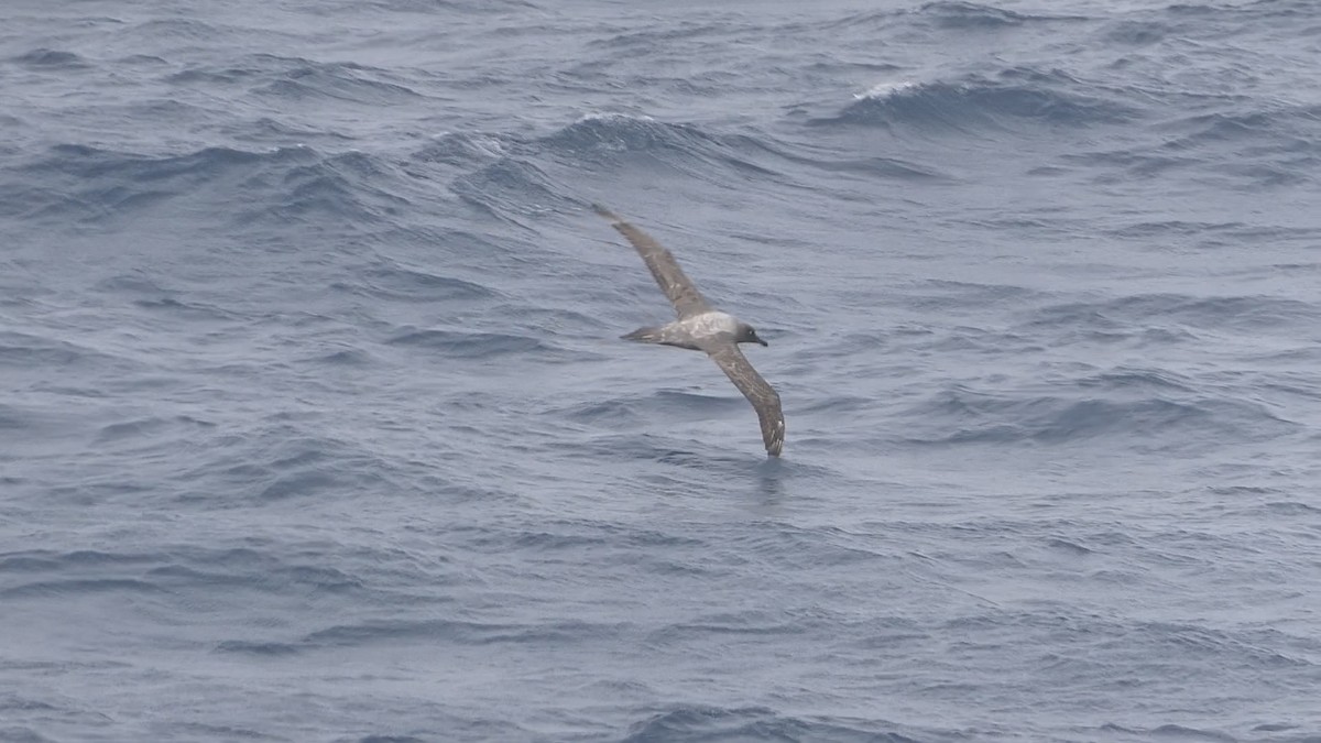 Light-mantled Albatross - Steph Foraker