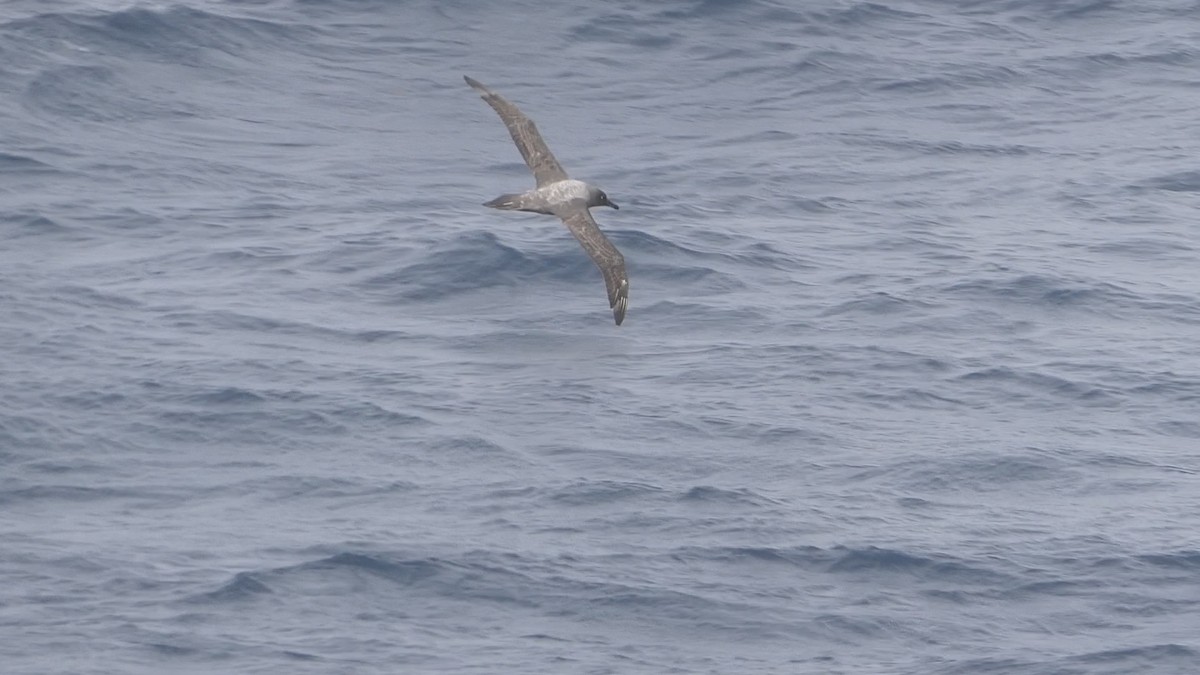 Light-mantled Albatross - Steph Foraker