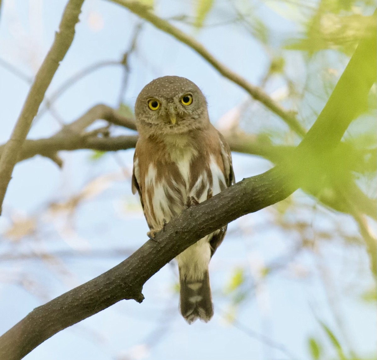 Colima Pygmy-Owl - ML615000007