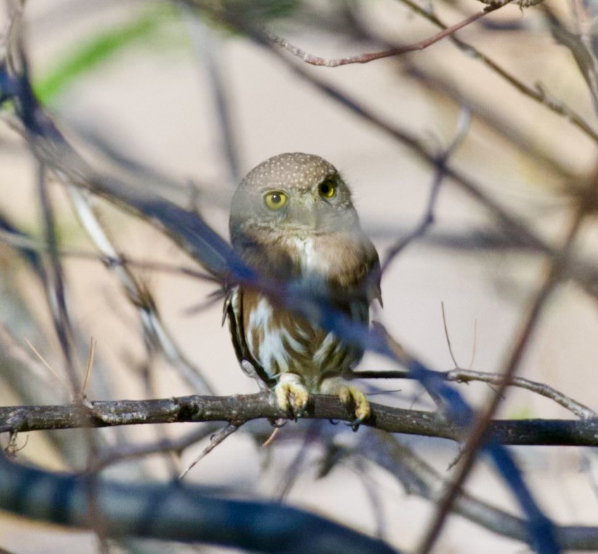 Colima Pygmy-Owl - ML615000009