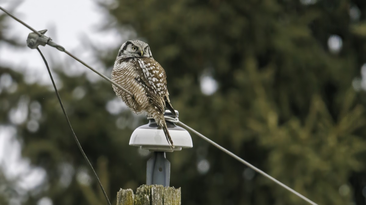 Northern Hawk Owl - ML615000129