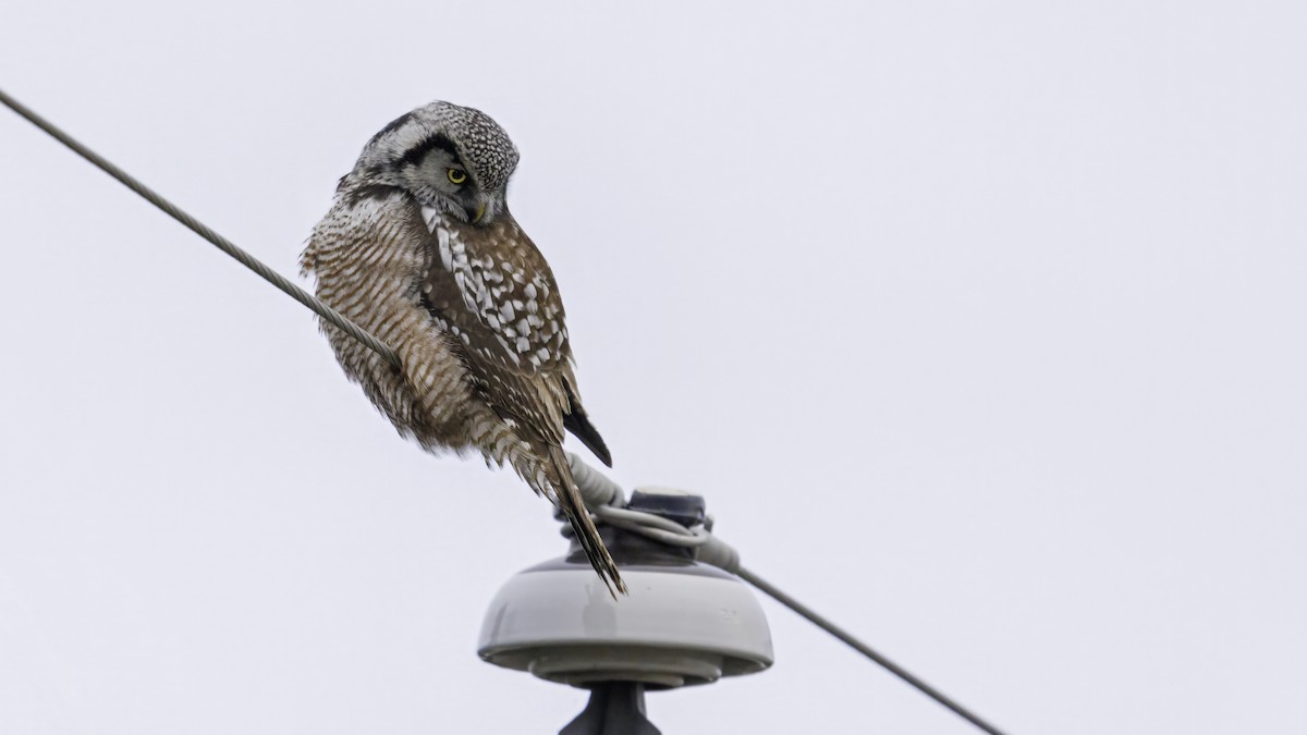 Northern Hawk Owl - ML615000158