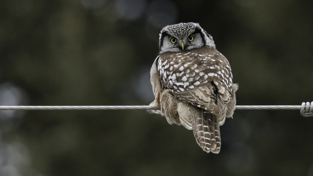 Northern Hawk Owl - ML615000178