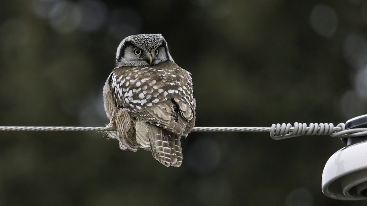 Northern Hawk Owl - Daniel Jauvin