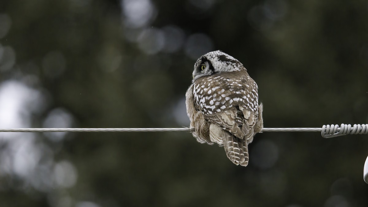 Northern Hawk Owl - ML615000180