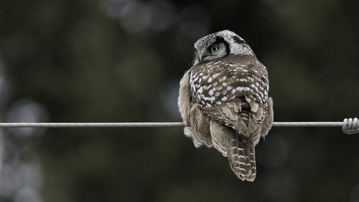 Northern Hawk Owl - ML615000181
