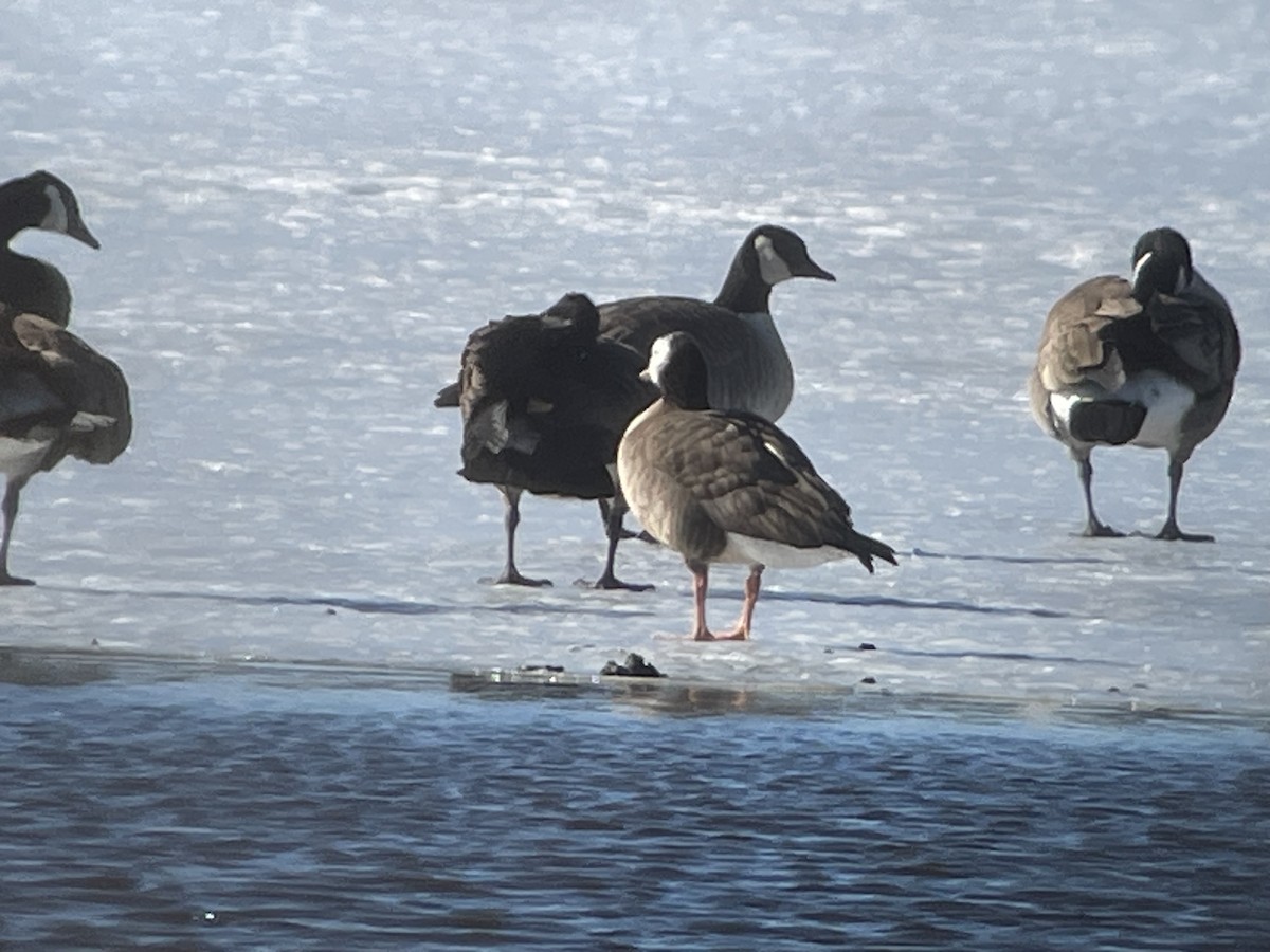 Greater White-fronted x Canada Goose (hybrid) - ML615000234