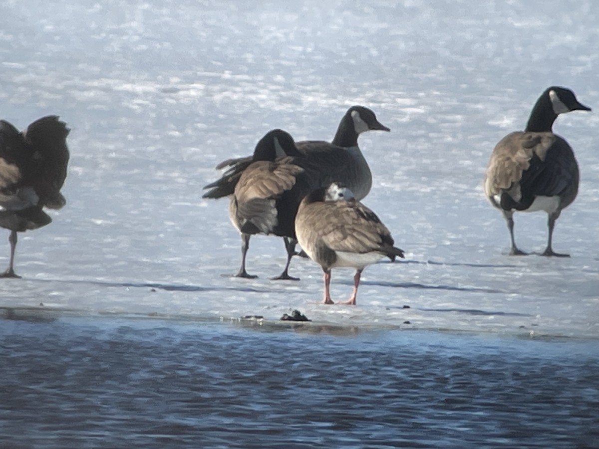 Greater White-fronted x Canada Goose (hybrid) - ML615000235