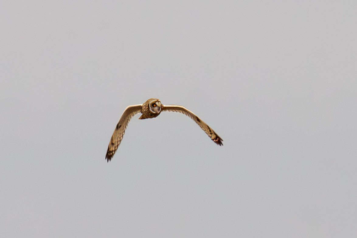 Short-eared Owl - ML615000412