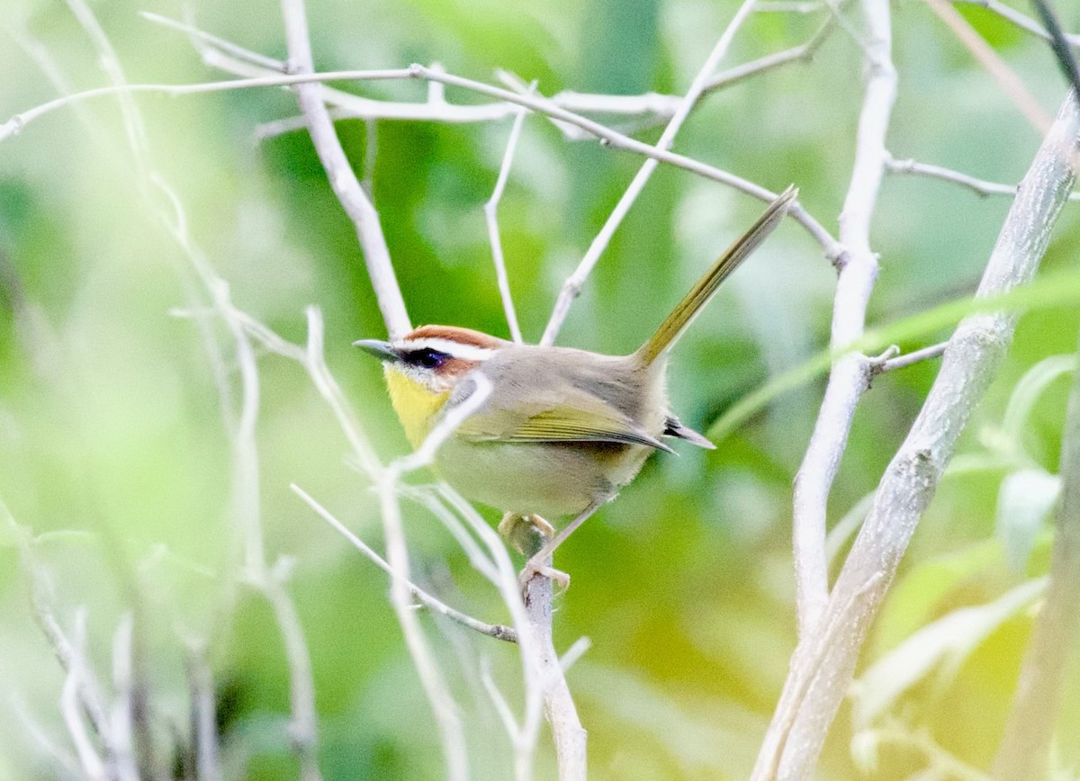 Rufous-capped Warbler - ML615000435