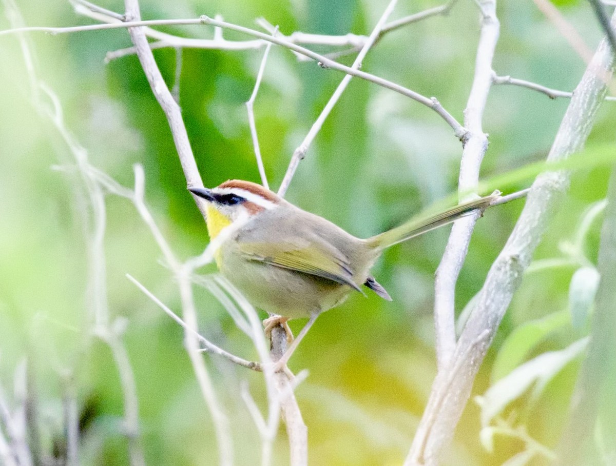 Rufous-capped Warbler - ML615000436