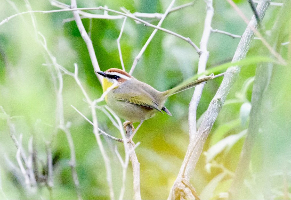 Rufous-capped Warbler - ML615000437