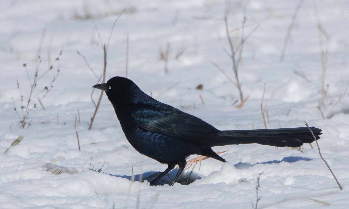 Great-tailed Grackle - ML615000505