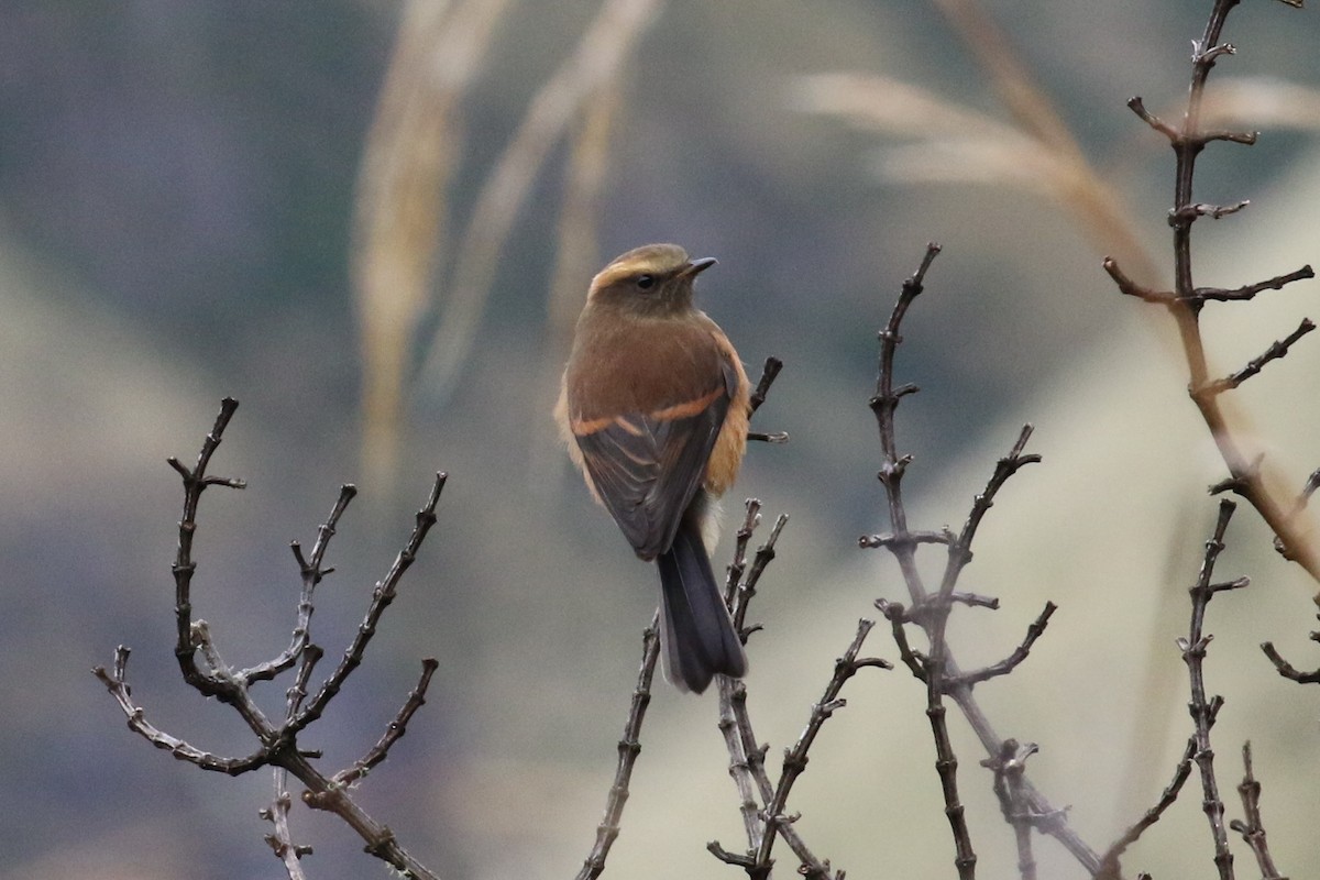Brown-backed Chat-Tyrant - ML615000525