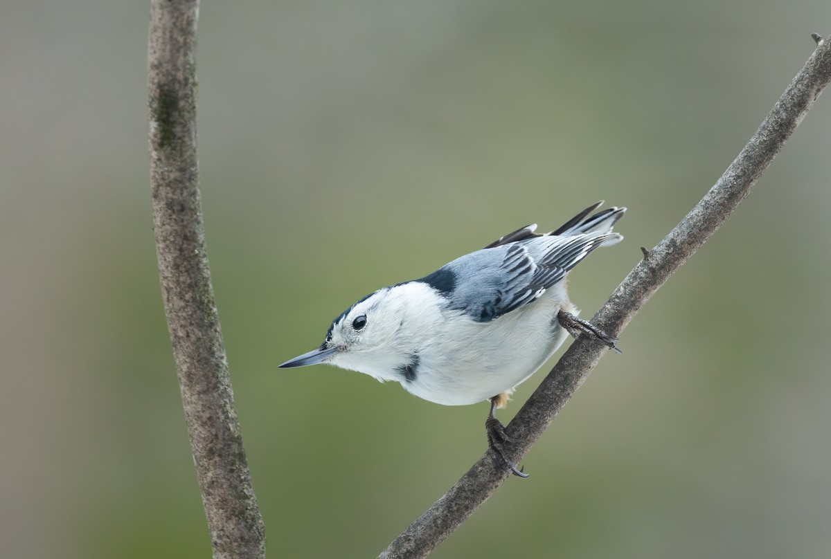 White-breasted Nuthatch - ML615000688