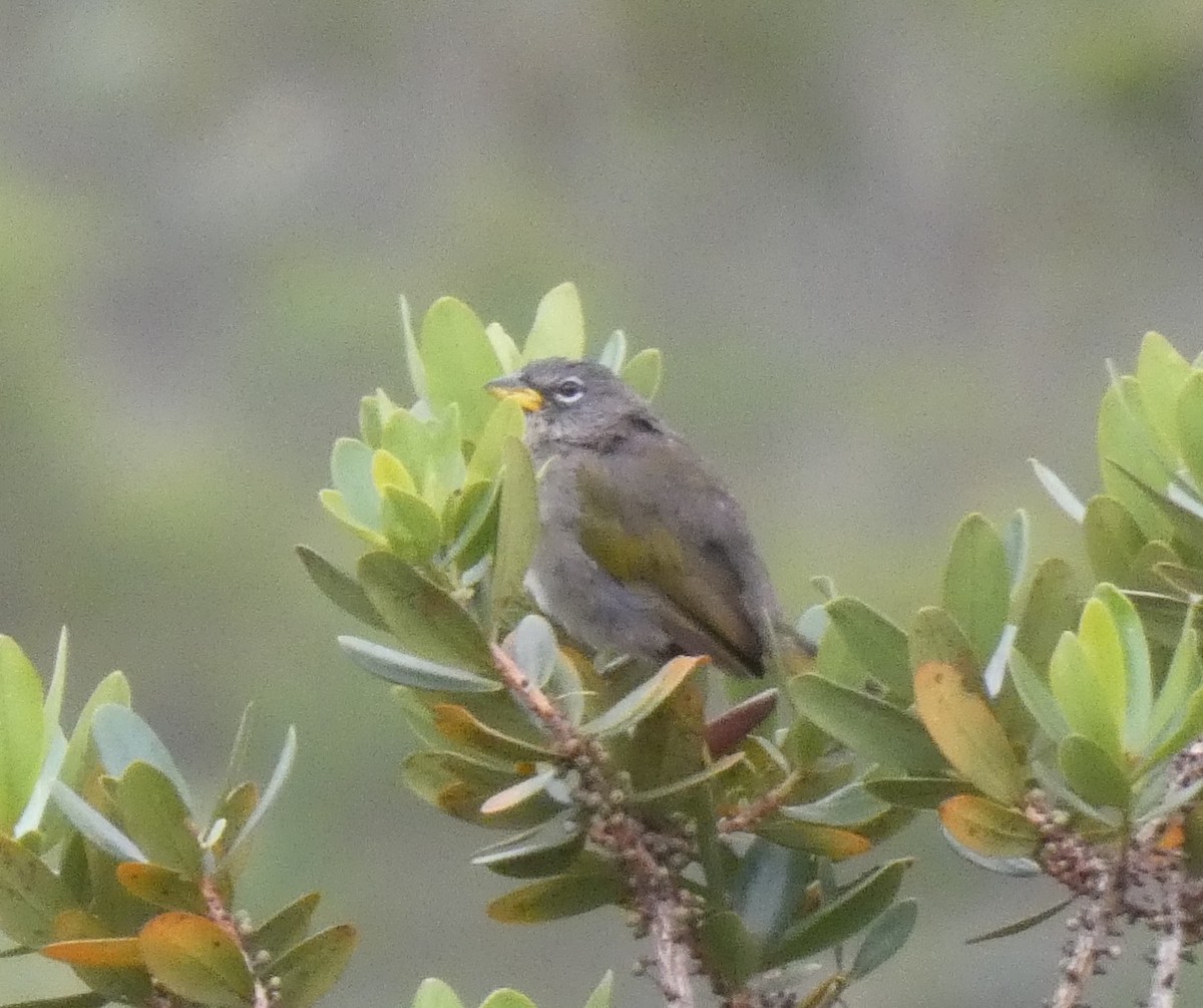 Pale-throated Pampa-Finch - ML615000692