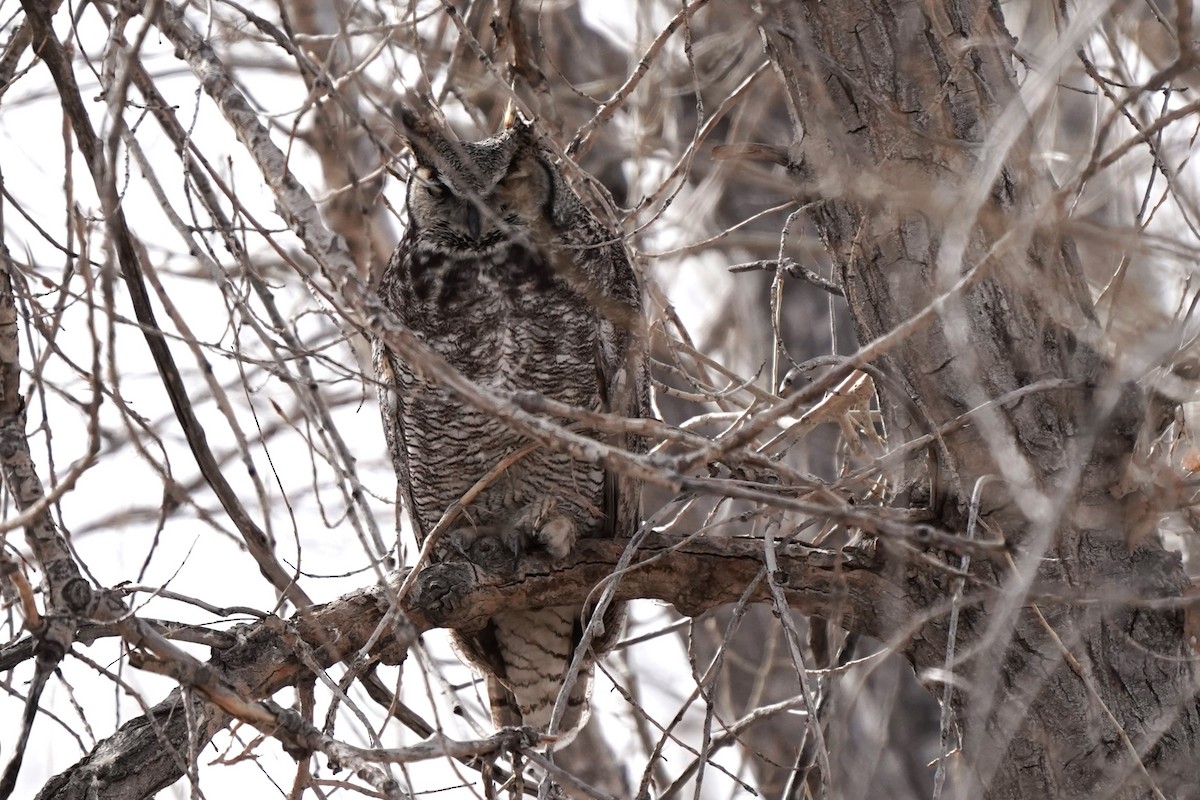 Great Horned Owl - ML615000988