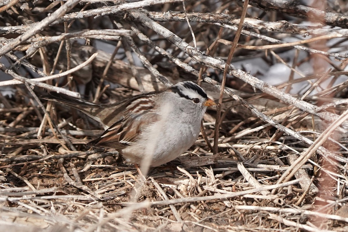 White-crowned Sparrow - ML615001013