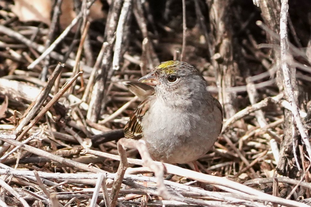 Golden-crowned Sparrow - ML615001023