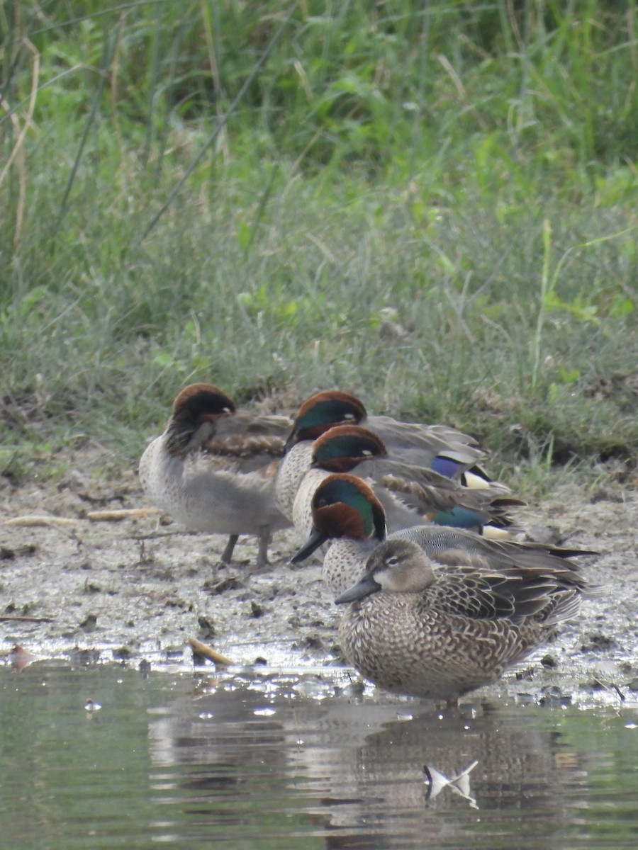 Green-winged Teal - ML615001090