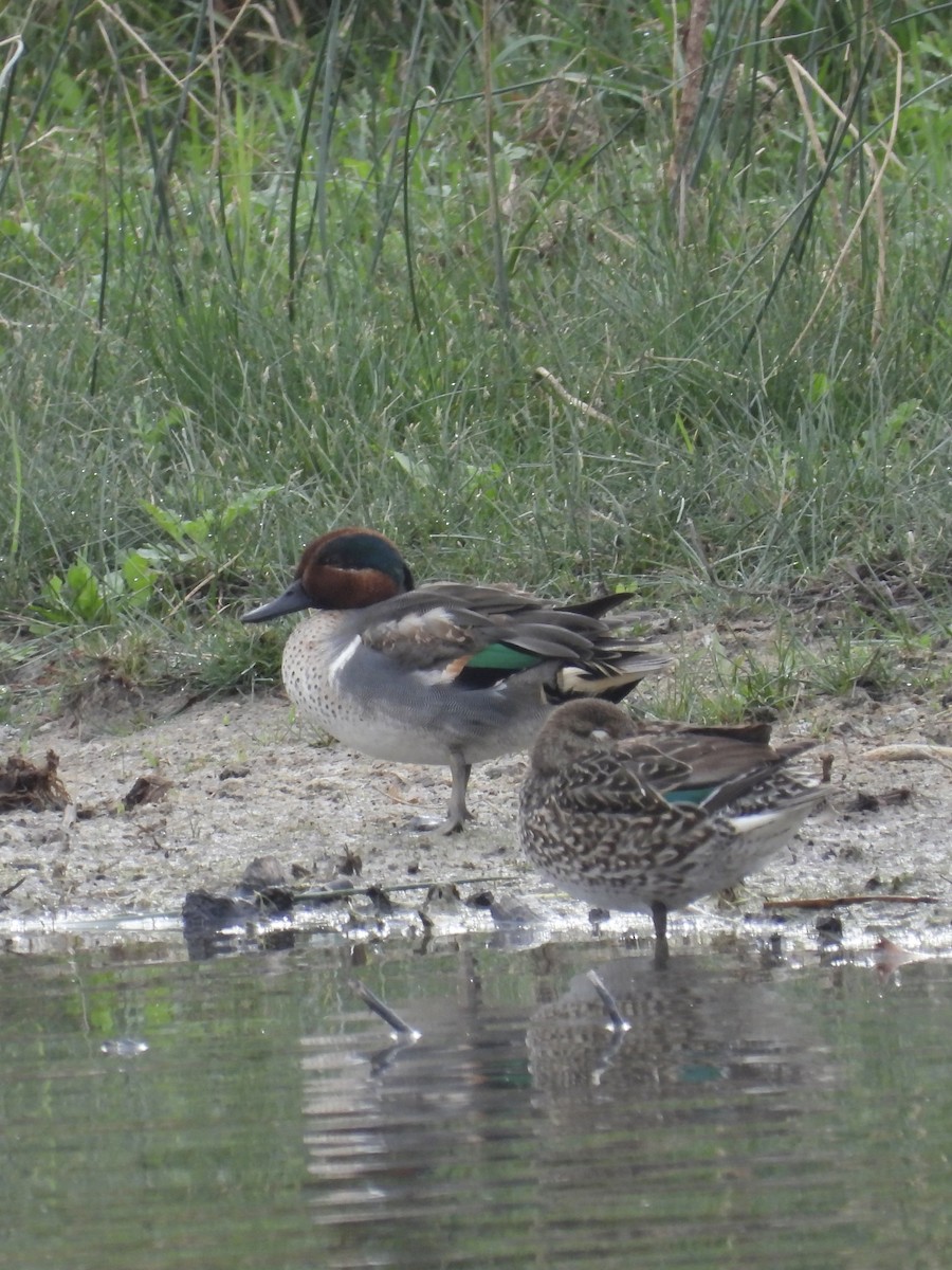 Green-winged Teal - ML615001091