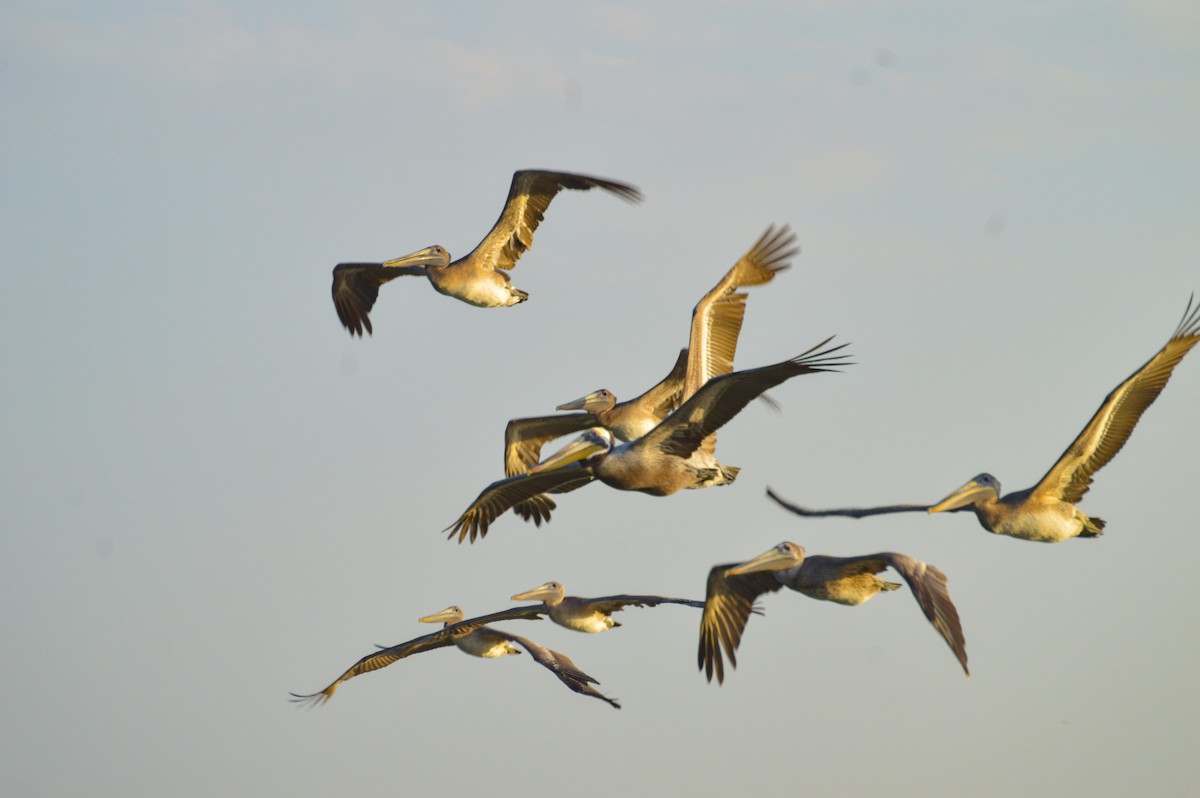 pelikán hnědý - ML615001326