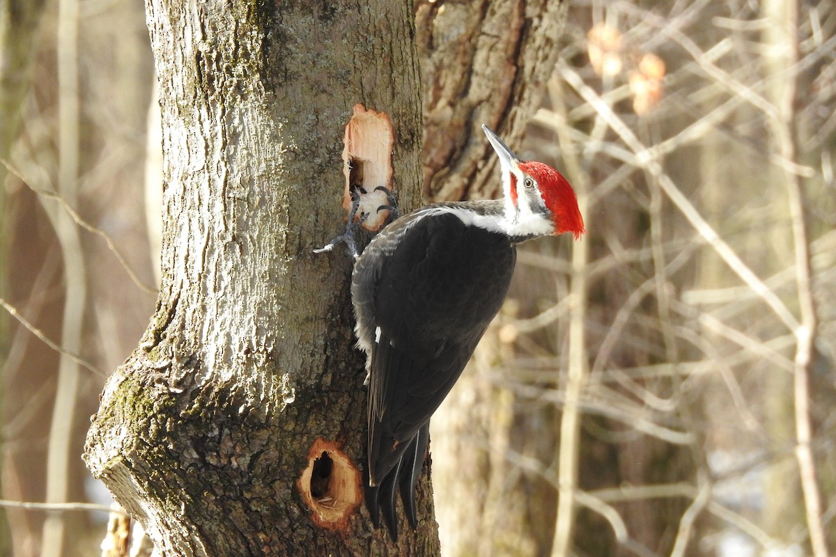Pileated Woodpecker - ML615001406