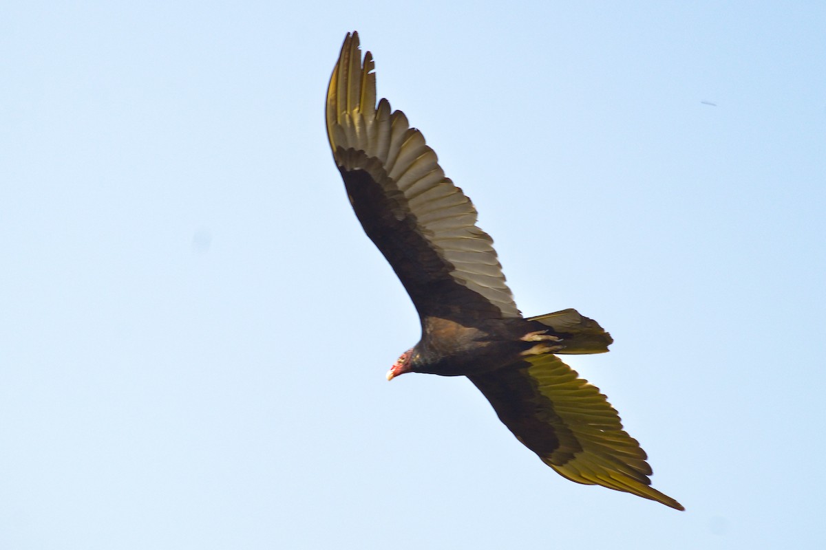 Turkey Vulture - Francisco Inciarte