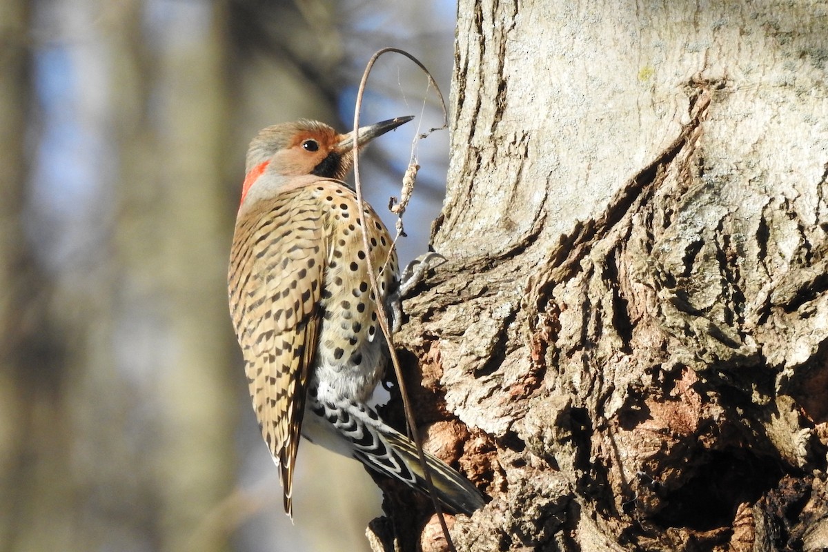 Northern Flicker (Yellow-shafted) - ML615001447