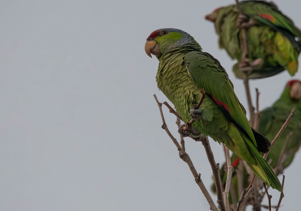 Lilac-crowned Parrot - ML615001630