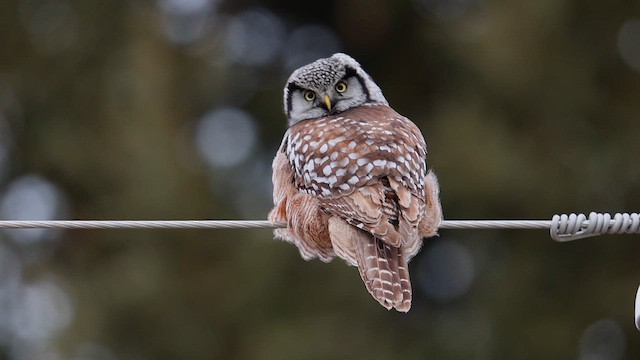 Northern Hawk Owl - ML615001758
