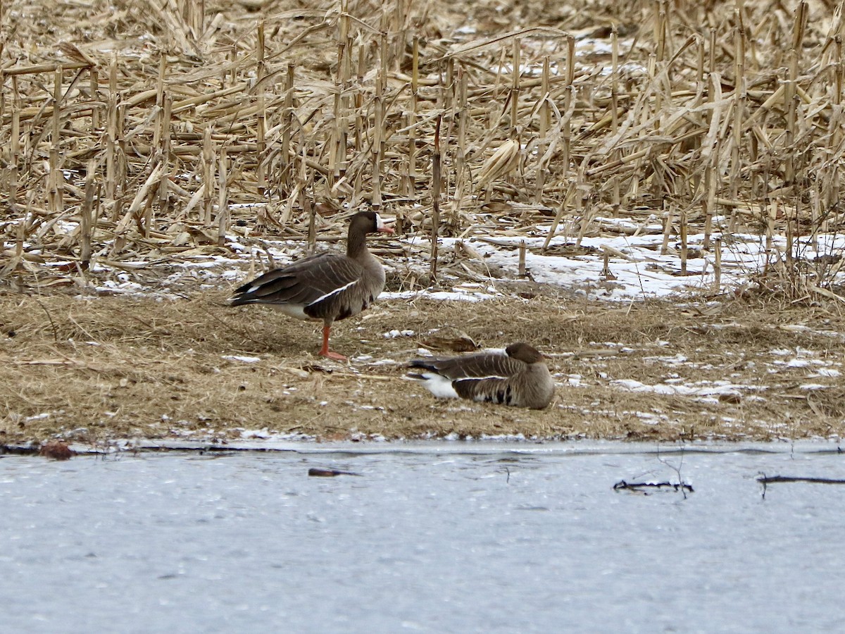 Greater White-fronted Goose - ML615001977