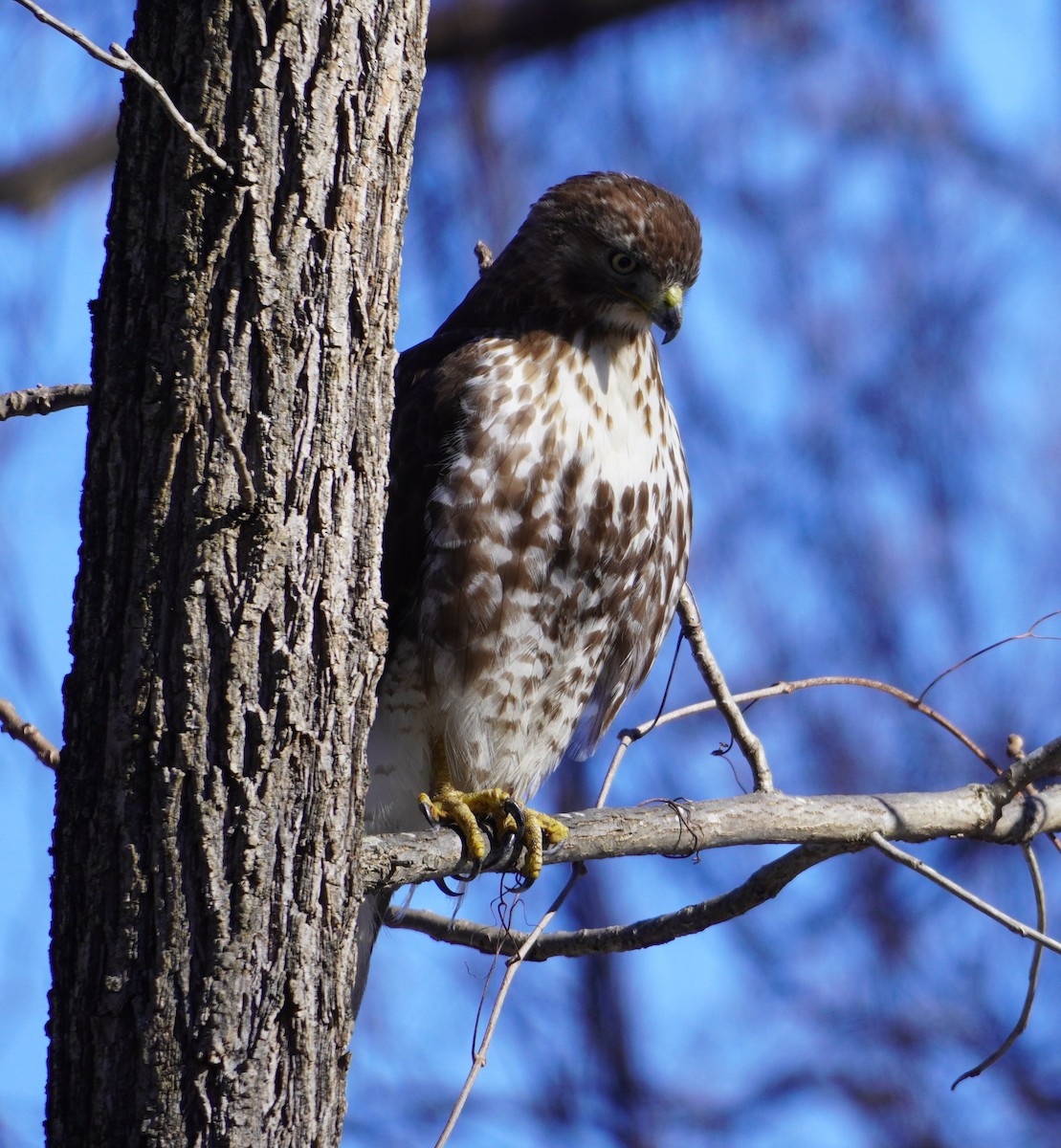 Red-tailed Hawk - Melody Ragle