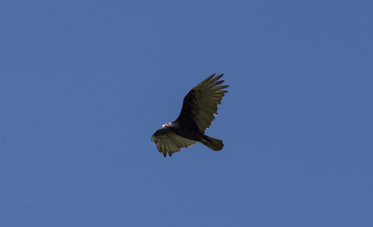 Lesser Yellow-headed Vulture - ML615002179