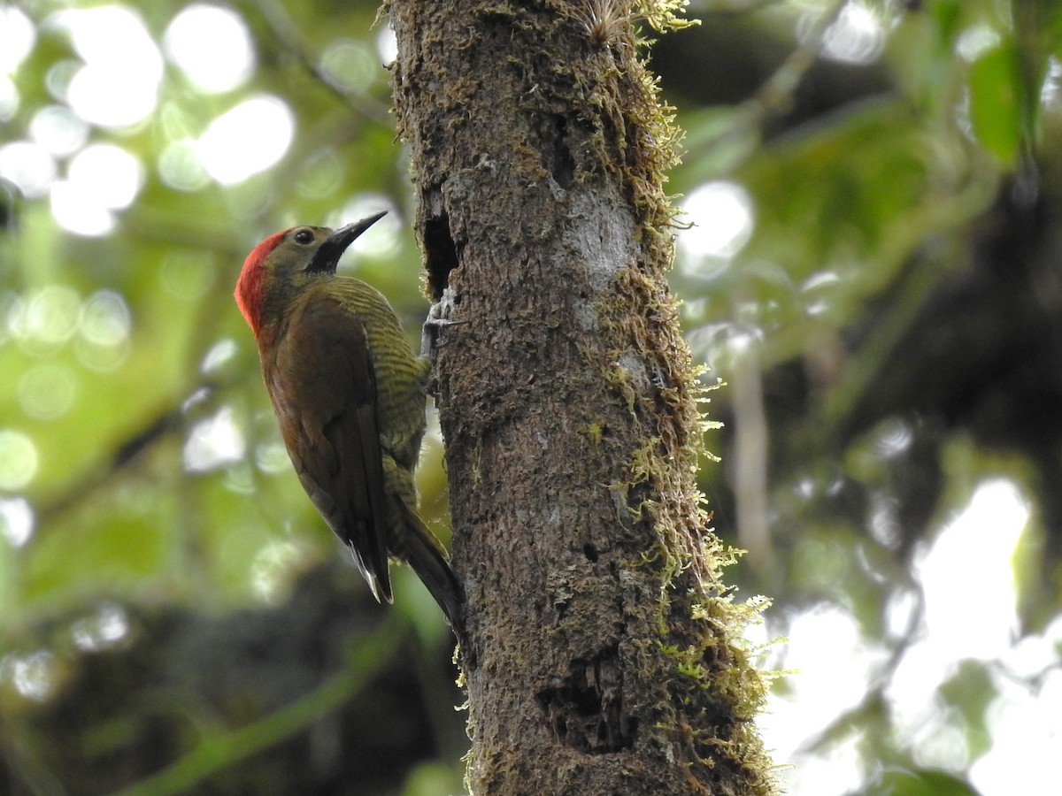 Golden-olive Woodpecker (Golden-olive) - ML615002265