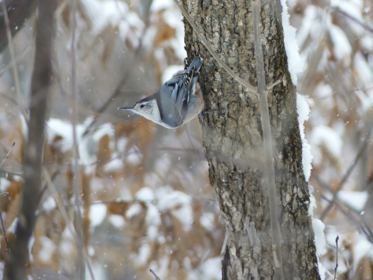 White-breasted Nuthatch - ML615002387