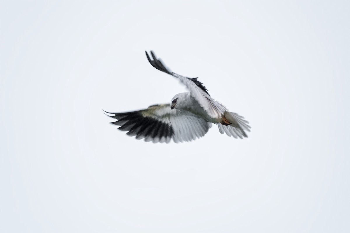 Black-winged Kite - Alper Tüydeş