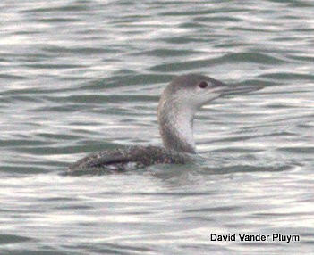 Red-throated Loon - ML615002950
