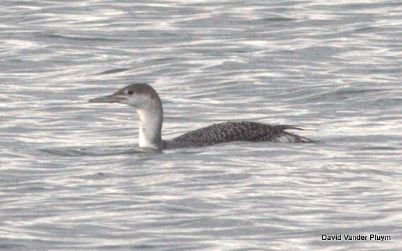 Red-throated Loon - ML615002962