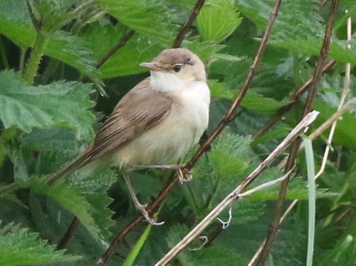 Common Reed Warbler (Common) - ML615002963