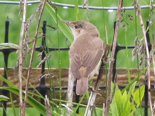 Common Reed Warbler (Common) - ML615002968