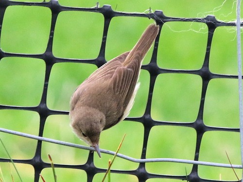 Common Reed Warbler (Common) - ML615002973