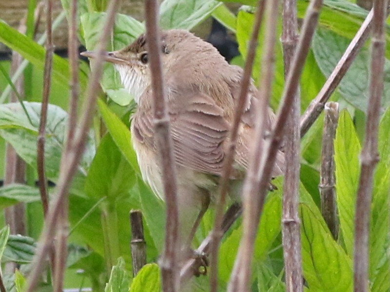 Common Reed Warbler (Common) - ML615002979