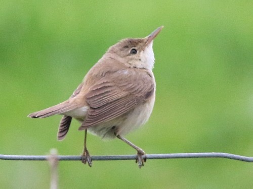 Common Reed Warbler (Common) - ML615002981