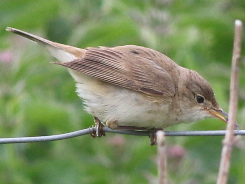 Common Reed Warbler (Common) - ML615002992