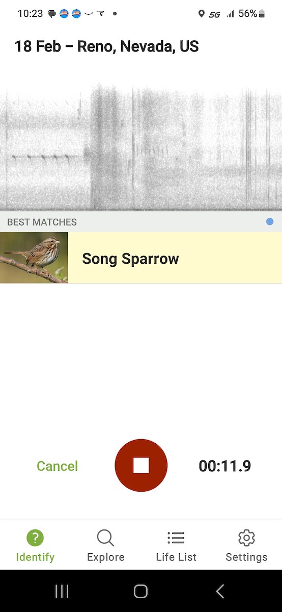 Song Sparrow - ML615003070