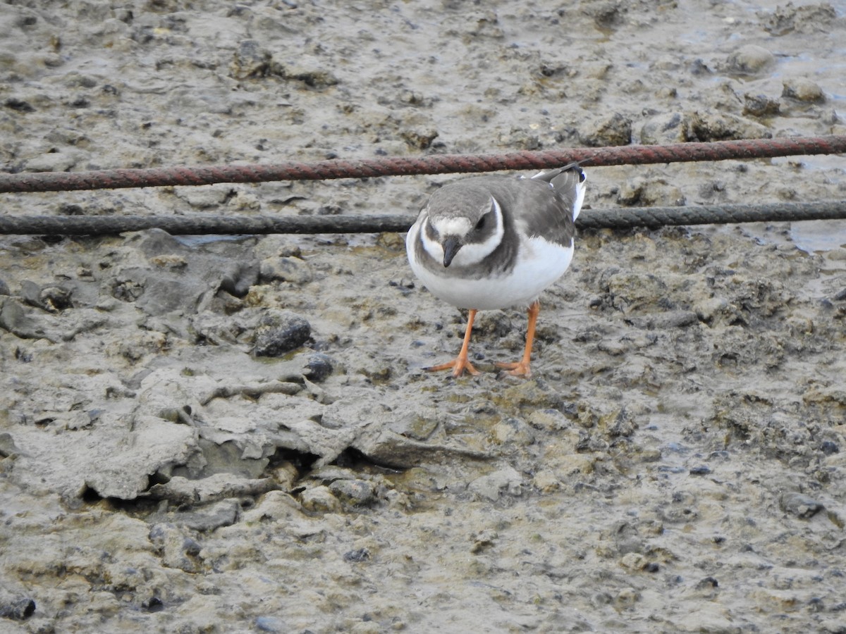 Common Ringed Plover - ML615003158