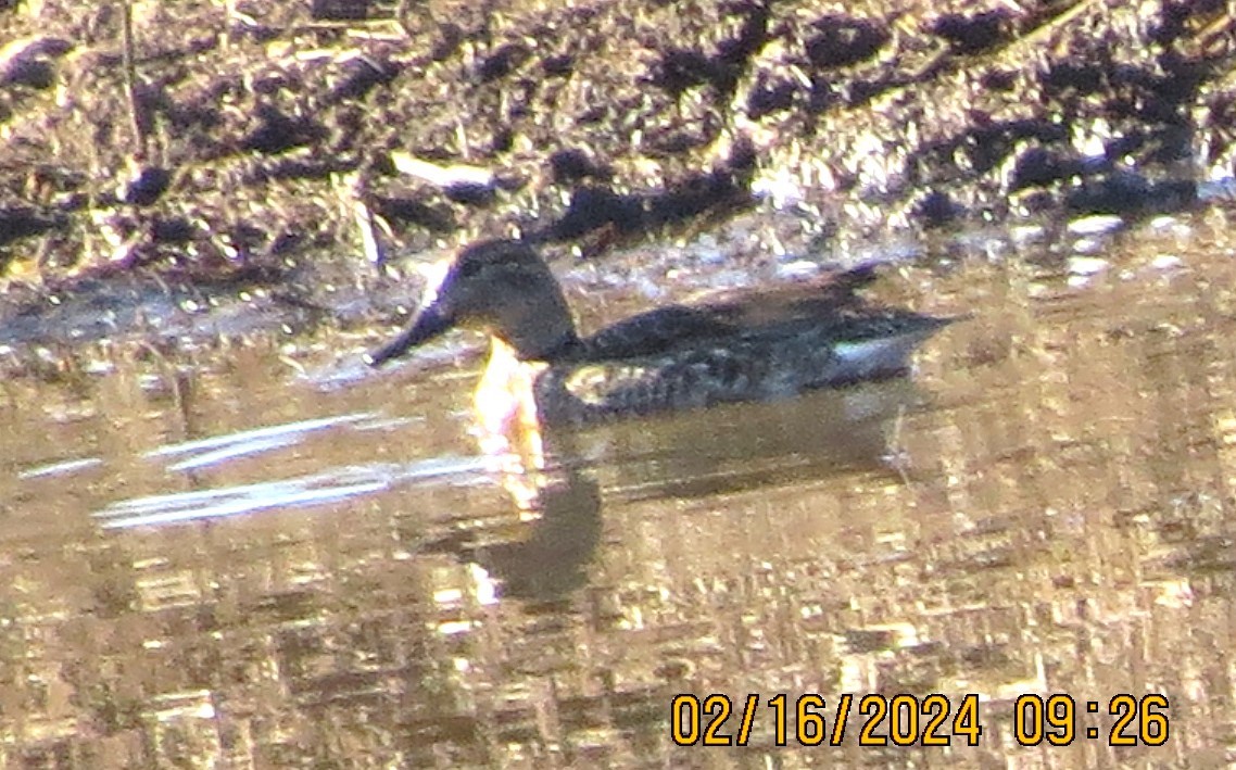 Green-winged Teal - ML615003180