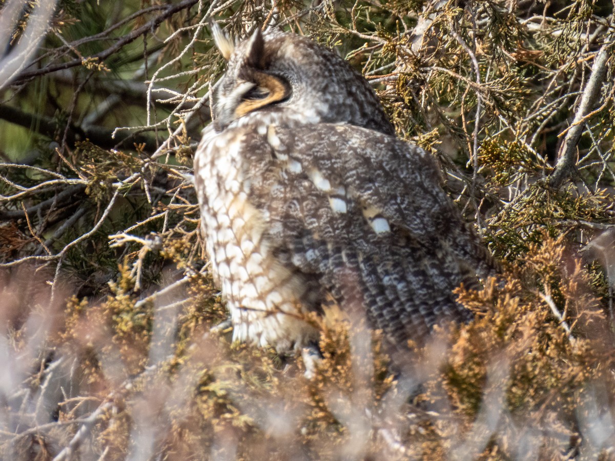 Long-eared Owl (American) - ML615003207